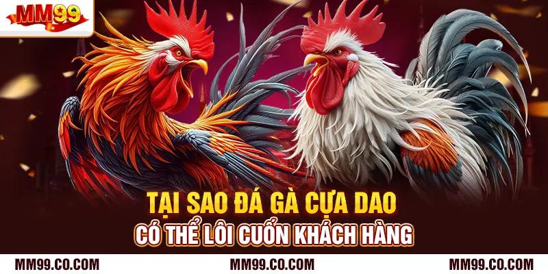 Tại sao đá gà cựa dao có thể lôi cuốn khách hàng
